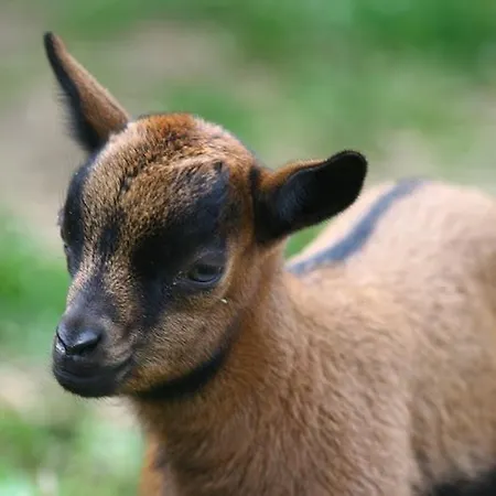 Hotel Zamek Berchtold 3*